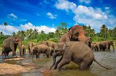 stock photo of group  - Elephant group in the river - JPG 