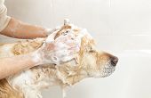 image of dog  - A dog taking a shower with soap and water - JPG 