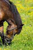 stock photo of equus caballus  - Horse  - JPG 