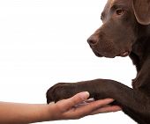 picture of handshake  - Dog paw and human hand doing a handshake - JPG 