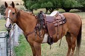 image of quarter horse  - A gelding Quarter Horse standing in rural New Zealand - JPG 