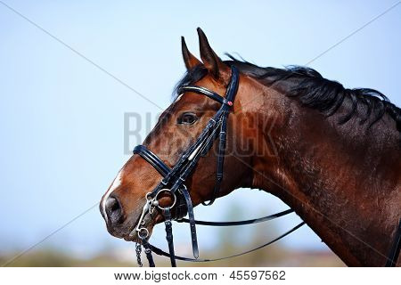 Picture or Photo of Brown stallion. Portrait of a sports brown horse. Riding on a horse. Thoroughbred horse. Beautiful horse.