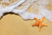 stock photo of beach  - Closeup of starfish on beach - JPG 