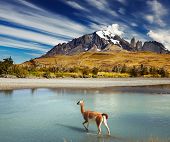 picture of outdoor  - Guanaco crossing the river in Torres del Paine National Park - JPG 