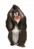 picture of world  - Mandrill scratching head - JPG 