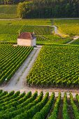 foto of france  - Vineyards in Gevrey chambertin burgundy France - JPG 