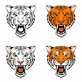 stock photo of sports  - line illustration of a roaring tiger head in various color combinations - JPG 