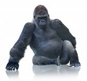 picture of animals  - Silverback Gorilla Sitting Isolated On White Background - JPG 