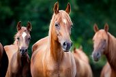 image of animals  - Herd of Arabian horses - JPG 