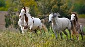 stock photo of horse  - American wild mustang horses - JPG 