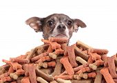 stock photo of dog  - Chihuahua peeking over large mound of dog bone shaped treats or biscuits on a white background - JPG 