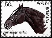 image of equus caballus  - a stamp printed in the Romania shows Trotter Thoroughbred - JPG 