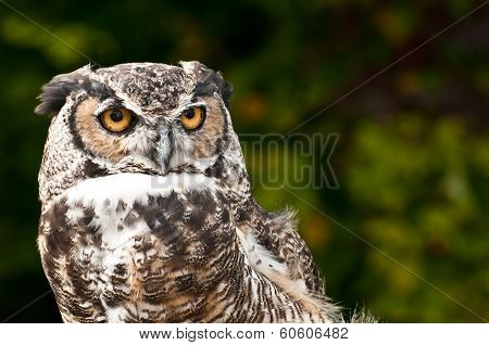 Picture or Photo of A beautiful old rehabilitated Great Horned Owl.