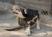 picture of animals  - Scratching Dog in cage at the animal shelter - JPG 