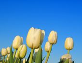 stock photo of sky  - A Group Of White Tulips On Clear Sky Background - JPG 