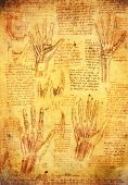 picture of da-vinci  - old leonardo da vinci antomy hands illusration - JPG 