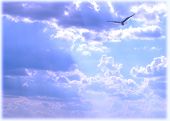 picture of blue sky  - illuminating blue and purple sky with a single bird flying in upper right corner - JPG 