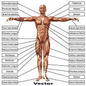 foto of muscle  - 3D vector male or human anatomy - JPG 