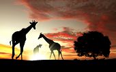 picture of animals  - Picture of african animals in savannah at dawn time - JPG 
