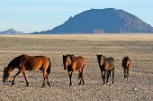 stock photo of horse  - Wild Horses of the Namib near Aus Namibia - JPG 