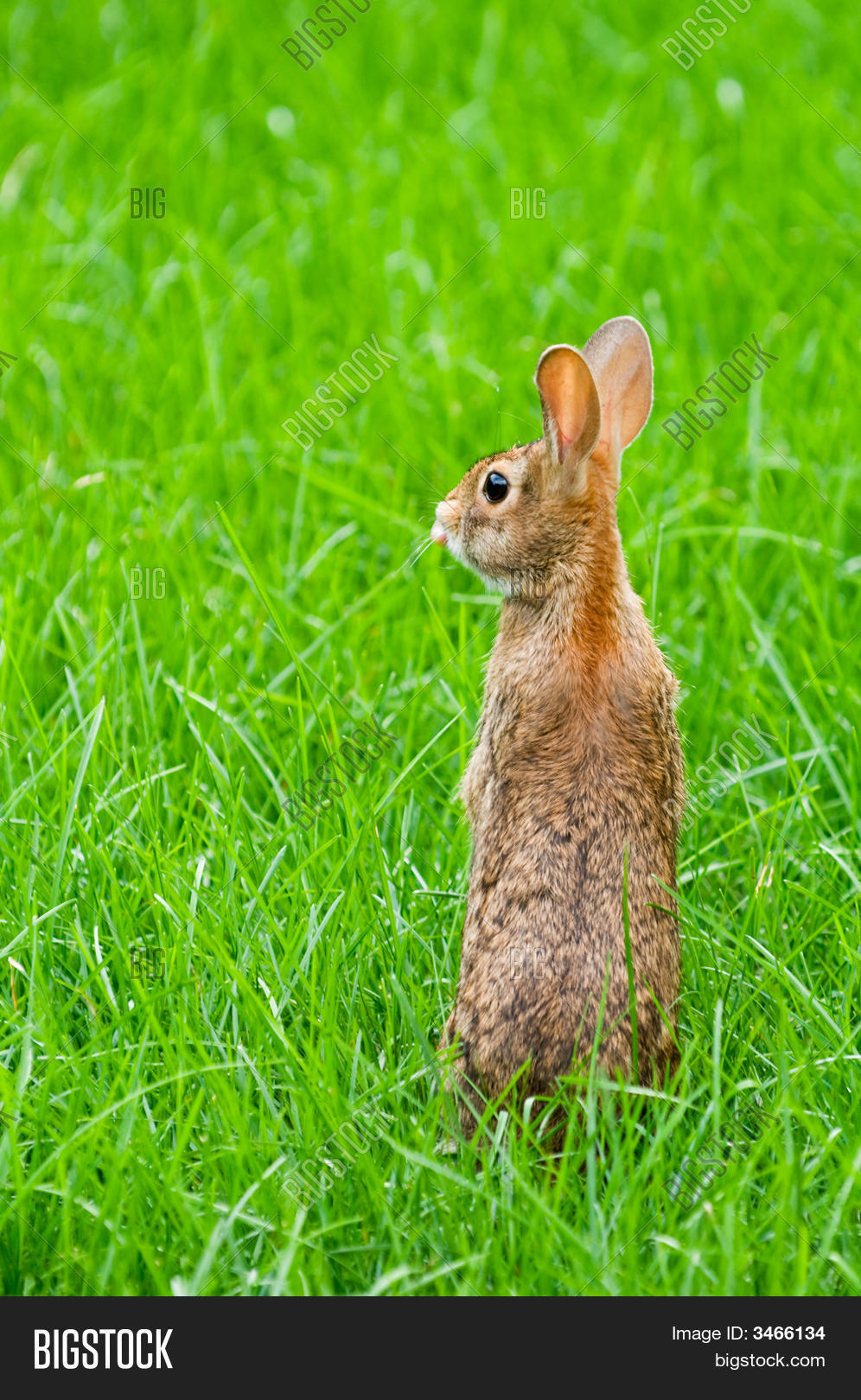 Wild Rabbit Standing Up In A Green Meadow Stock Photo & Stock Images