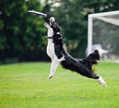 picture of competition  - flying dog catching disc in jump  - JPG 