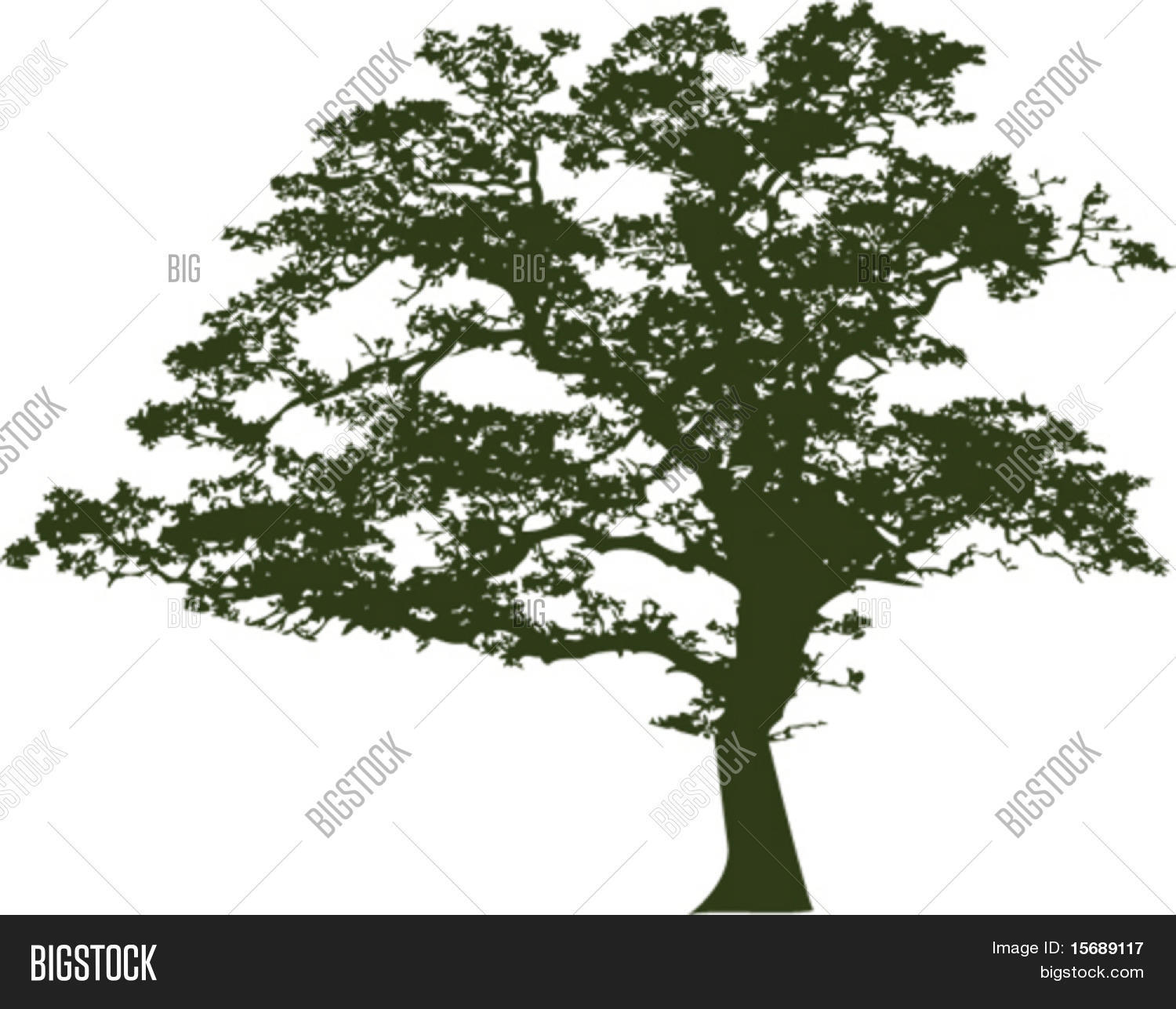 vector of an oak tree silhouette stock vector amp stock vector of an oak tree silhouette stock vector amp stock