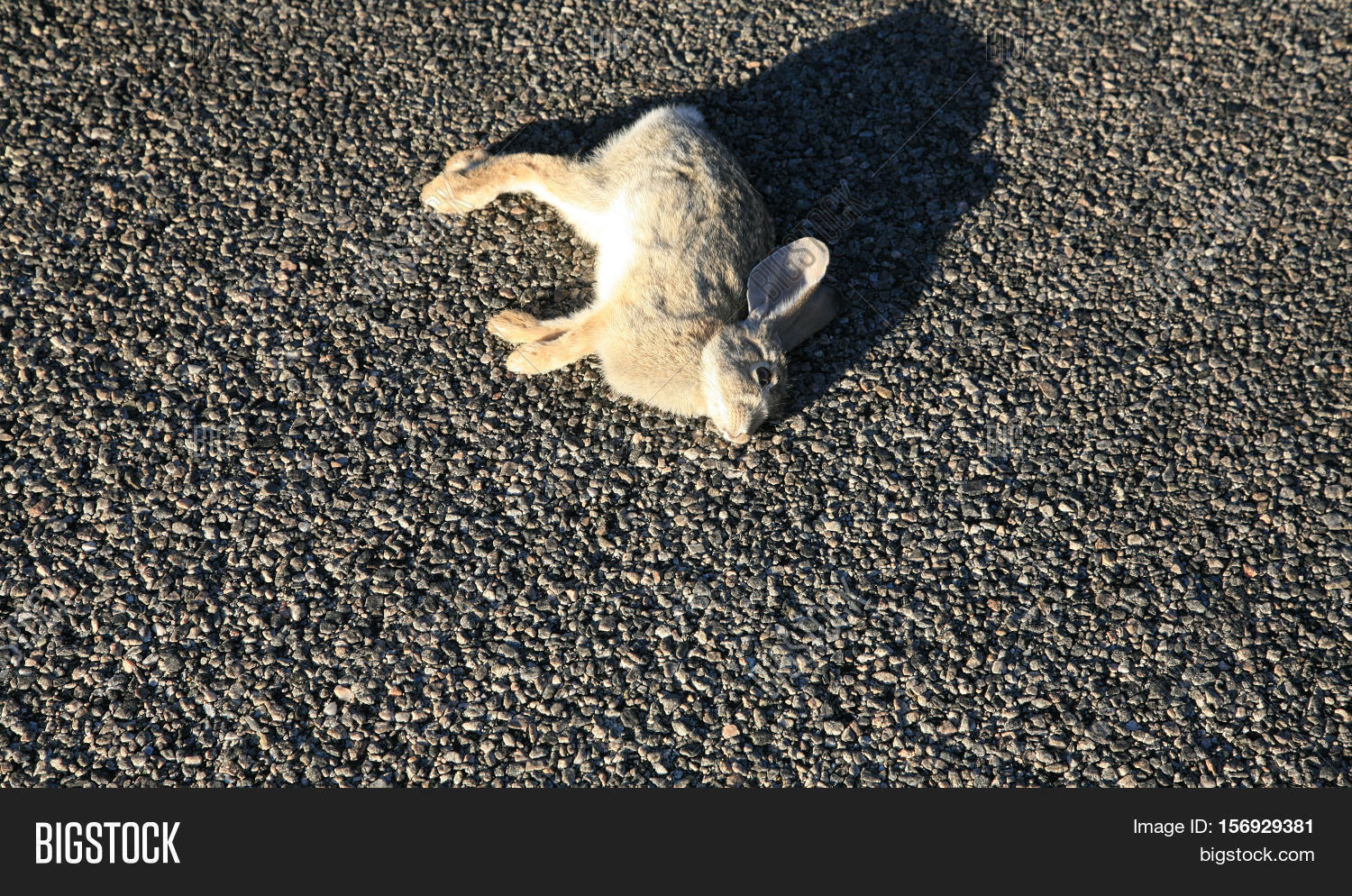 Imagen y foto Road Kill. Jack Rabbit Lays Dead On Bigstock