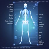 pic of scan  - illustration of scanning of human anatomy showing skelton with labels of all bones - JPG 