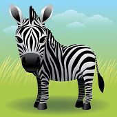 stock photo of animals  - Baby Animal collection: Zebra

More baby animals in my gallery. - JPG 