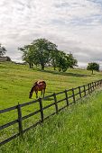 stock photo of horse  - Vaud  - JPG 
