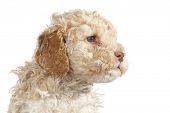 stock photo of dog  - Lagotto Romagnolo dog puppy - JPG 