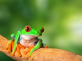 stock photo of nature  - red eyed tree frog in tropical rain forest of Costa Rica - JPG 