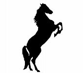 foto of horse  - a rearing horse in silhouette - JPG 