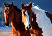 pic of horse  - two wild horses  - JPG 