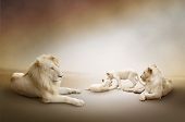 picture of  photo  - Photo of white lion family during resting - JPG 