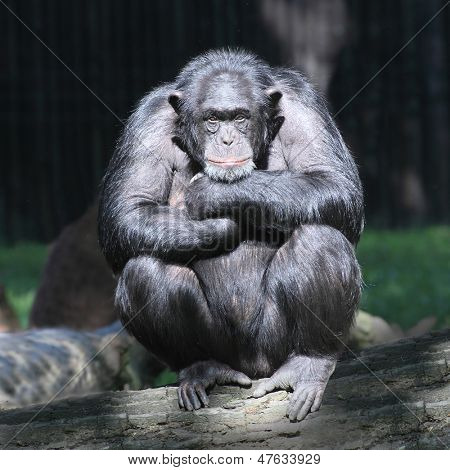 黑猩猩4(chimpanzee 4)chimpanzee 人和黑猩猩杂交图片