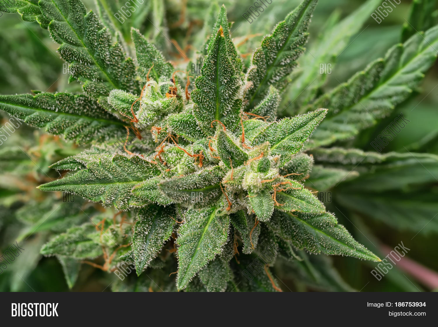 Macro Photos Marijuana Cones Leaves Image & Photo Bigstock