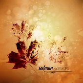 picture of nature  - Autumn Background with Nature Printing of Fallen Leaves  - JPG 