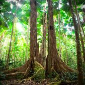 stock photo of nature  - rainforest tropical gigantic trees with fan palms queensland Australia cape tribulation daintree rain forest pristine jungle in nature reserve - JPG 