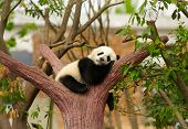 stock photo of animals  - Sleeping giant panda baby - JPG 
