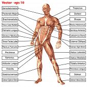 picture of health  - Vector eps concept or conceptual 3D human anatomy and muscle isolated on white background as a metaphor to body - JPG 
