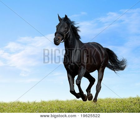 Picture or Photo of Black horse
