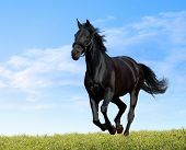 picture of horse  - black horse - JPG 