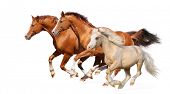 picture of horse  - Three horses gallop  - JPG 