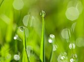 foto of idiom  - morning dew drops on the green grass - JPG 