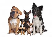 image of group  - group of five dogs sitting in front of a white background - JPG 
