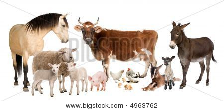 Picture or Photo of Group of farm animals : cow sheep horse donkey chicken lamb ewegoat pig in front of a white background