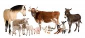 picture of animals  - group of farm animals  - JPG 