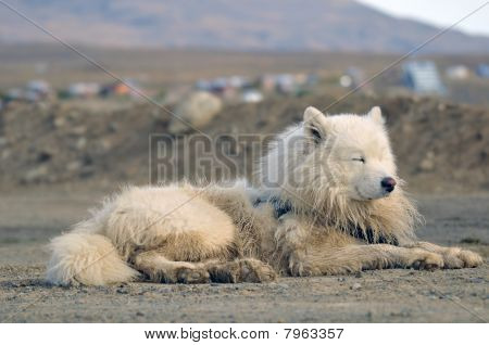 samoyed sled
